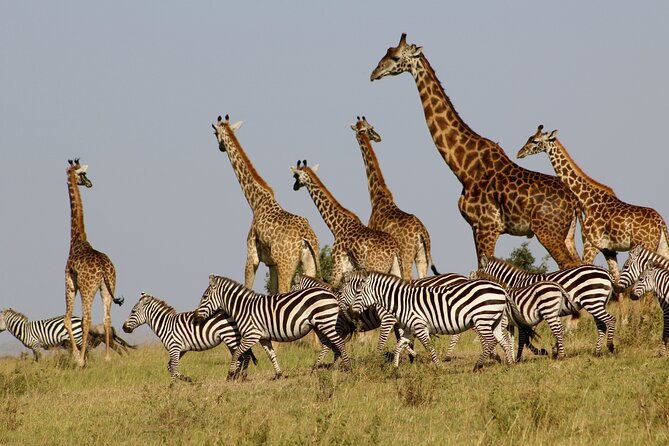4 Day Safari- Tarangire,Ngorongoro and Serengeti - What’s Included Versus What You’ll Still Pay