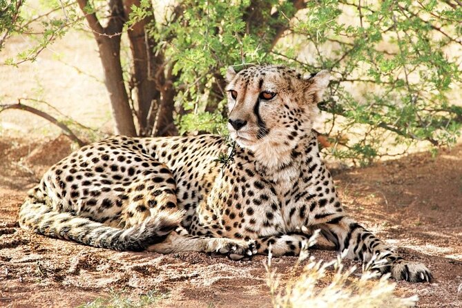 4-Day Safari to Tarangire ,Serengeti and Ngorongoro crater from Arusha - Day 1 Tarangire National Park: Elephants, River Life, and Fig Tree Lodge Evenings