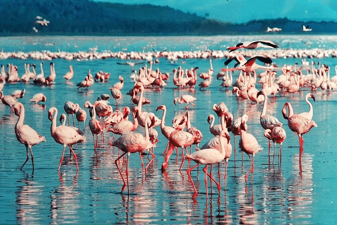 4-Day Safari to Tarangire ,Serengeti and Ngorongoro crater from Arusha - Day 2 Serengeti: From the Ngorongoro Rim View to the Endless Plains