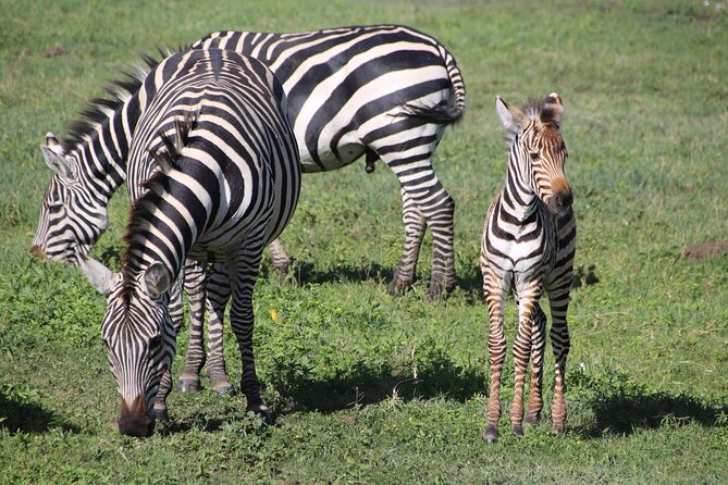 4-Day Safari to Tarangire, Serengeti and Ngorongoro from Arusha - Join a group - Four parks, three parks, and one efficient Arusha loop