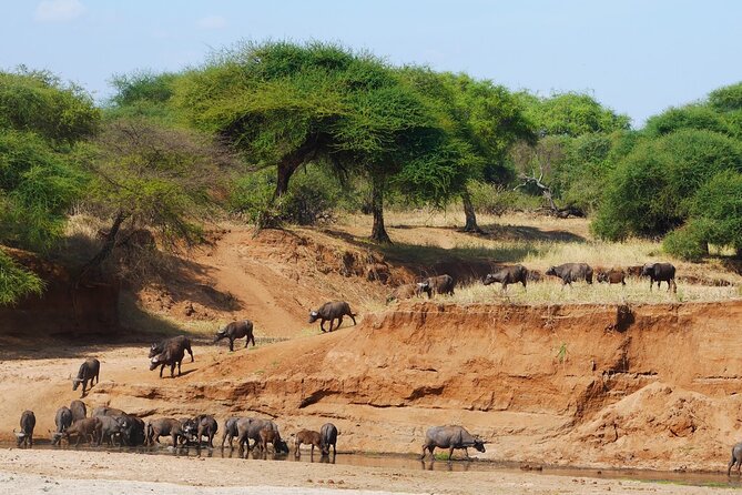 4-Day Safari to Tarangire, Serengeti and Ngorongoro from Arusha - Join a group - Ngorongoro Crater: descend for the dense stuff