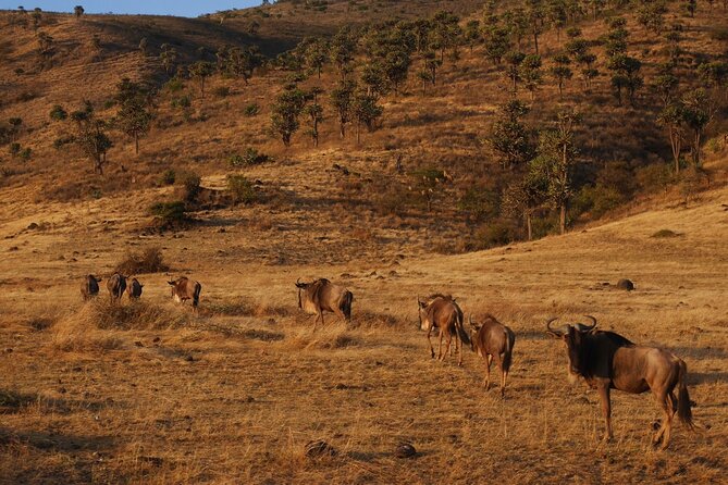4-Day Safari to Tarangire, Serengeti and Ngorongoro from Arusha - Join a group - The 4WD pop-up roof setup: why it changes your viewing