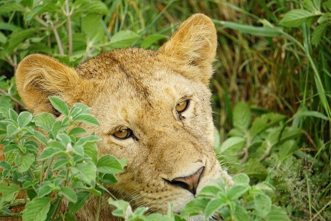 4-Day Safari to Tarangire, Serengeti and Ngorongoro from Arusha - Join a group - Who this safari is best for