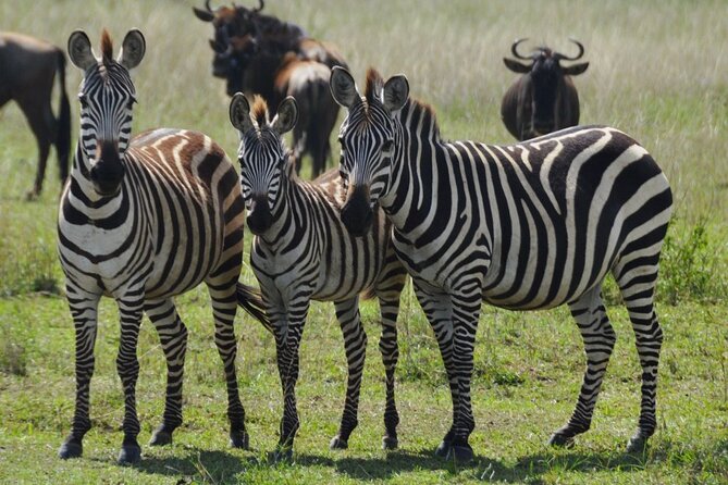 4 Day Serengeti and Ngorongoro crater - Key things to know before you go