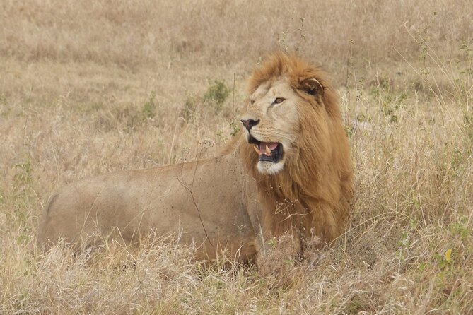 4 Day Serengeti and Ngorongoro crater - 4 days of Serengeti and Ngorongoro, what this itinerary really accomplishes