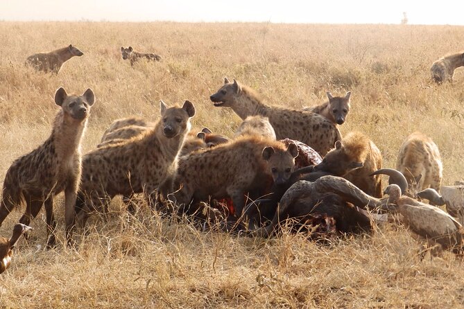 4 Day Serengeti and Ngorongoro crater - Transportation, timing, and comfort in a private 4x4 setup
