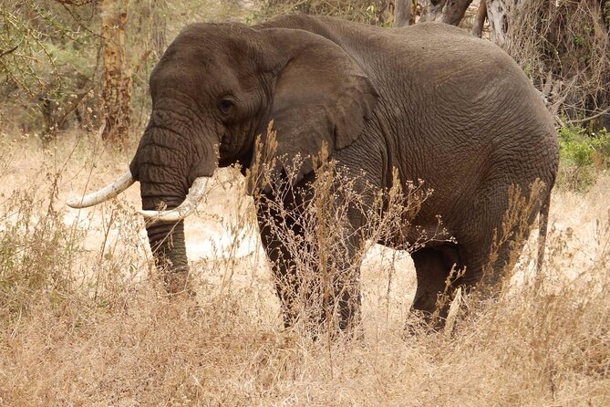 4 Day Serengeti and Ngorongoro crater - Day 2: a full Serengeti game drive day (about 10 hours)