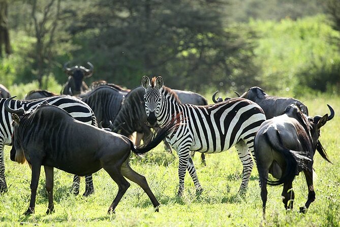 4-Day Serengeti, Ngorongoro, & Lake Manyara Budget Tour - Day 1 Serengeti National Park and Serengeti Taji House Inside the Park