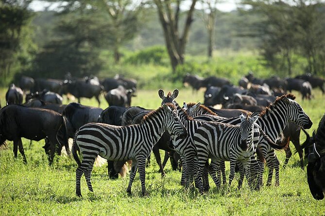 4-Day Serengeti, Ngorongoro, & Lake Manyara Budget Tour - Day 2 Full-Day Serengeti Game Drive With Picnic Lunch