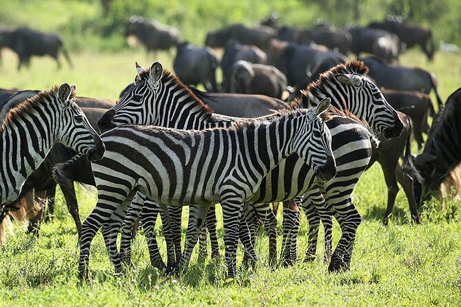 4-Day Serengeti, Ngorongoro, & Lake Manyara Budget Tour - Day 4 Lake Manyara Game Drive, Flamingos, and Rift Valley Views