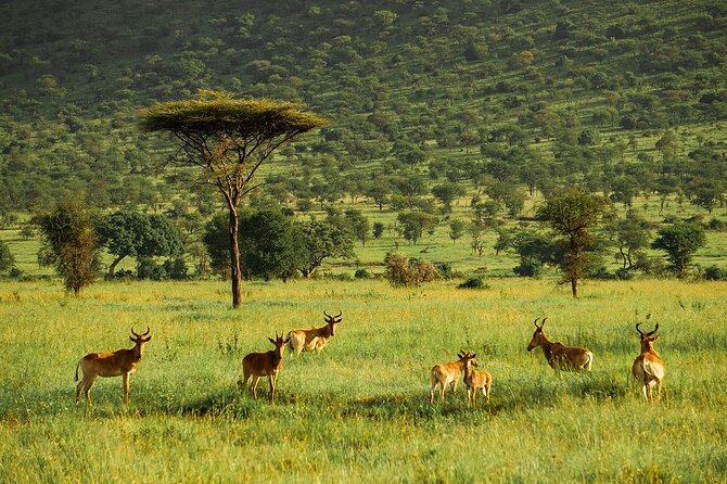 4-Day Serengeti, Ngorongoro, & Lake Manyara Budget Tour - Guides, Food, and the Budget Comfort Tradeoff