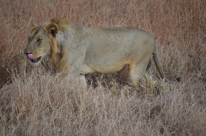 4 Day Serengeti & Ngorongoro Safari Wildlife Wonders of Tanzania - Arusha Morning to Your First Serengeti Game Drive