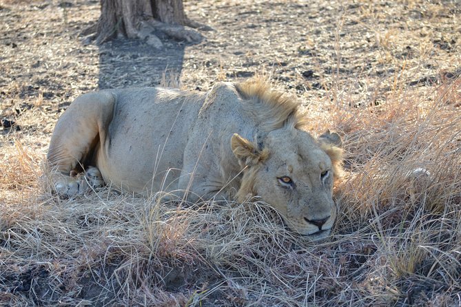 4 Day Serengeti & Ngorongoro Safari Wildlife Wonders of Tanzania - The Small Administrative Details That Can Make or Break the Trip