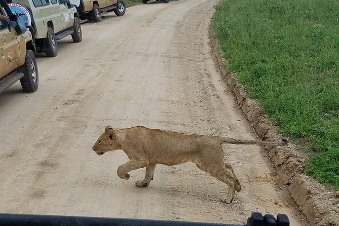 4-Day Serengeti, Ngorongoro,Tarangire safari - A tight 4-day route that hits three Tanzania icons