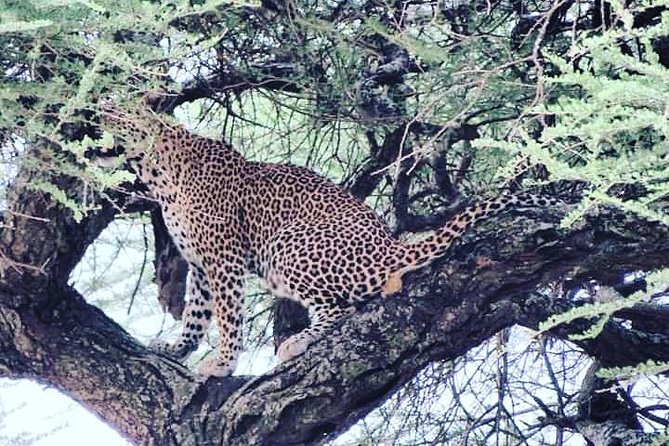 4-Day Serengeti, Ngorongoro,Tarangire safari - Price and value: what $2,800 includes, and what to budget
