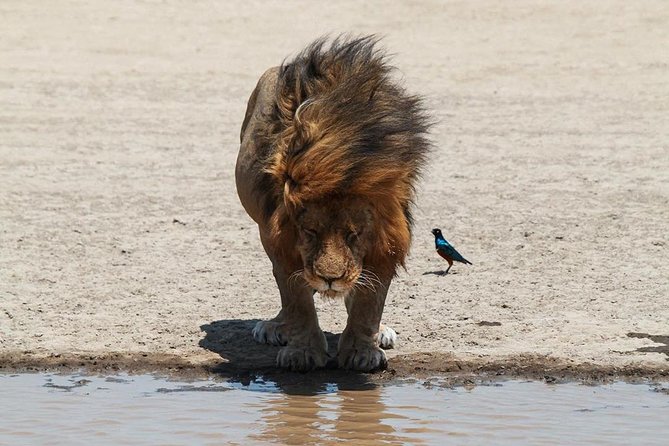 4-Day Serengeti, Ngorongoro,Tarangire safari - Practical tips to make this safari easier