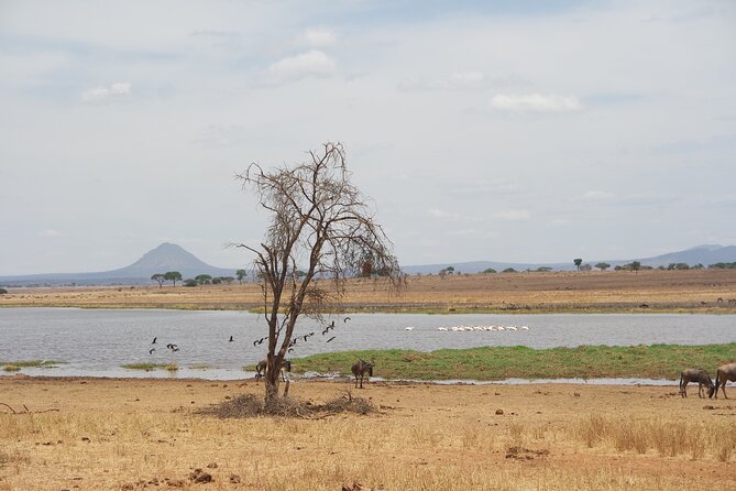 4-Day Shared Safari Tour with Complete Meals - Why this Moshi-to-Ngorongoro route makes sense in 4 days