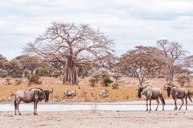4-Day Shared Safari Tour with Complete Meals - Shared safari setup: what max 15 means for your experience