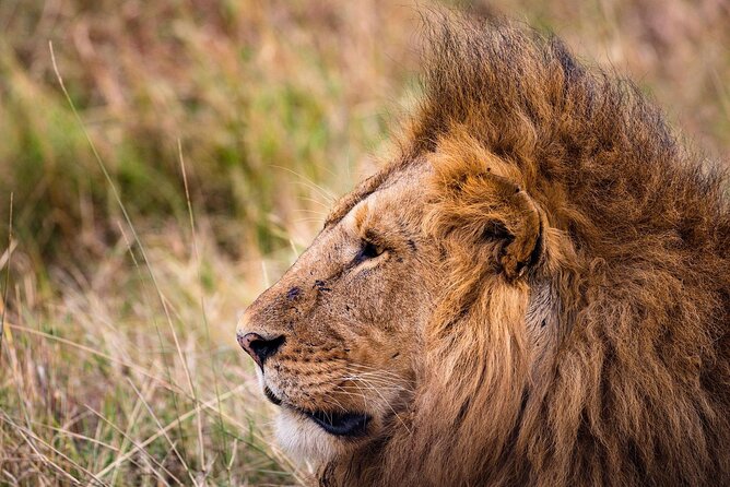 4-Day Simba Safari - Mid Range Tour - Lake Manyara: birds, lions in trees, and a lunch that feels like a pause