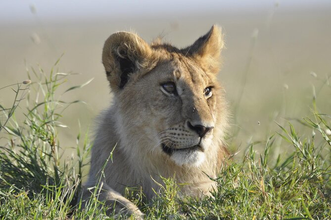 4-Day Simba Safari - Mid Range Tour - Ngorongoro Conservation Area: Big cat searching, then the crater shift