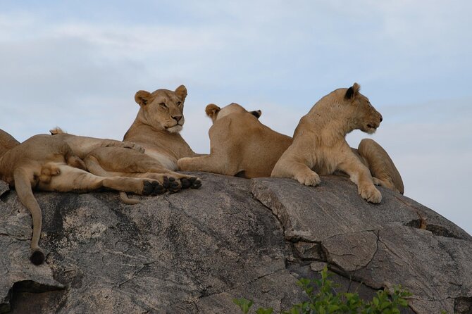 4-Day Simba Safari - Mid Range Tour - Ngorongoro Crater and Lake Magadi: flamingos, hippos, and gravity-powered drama