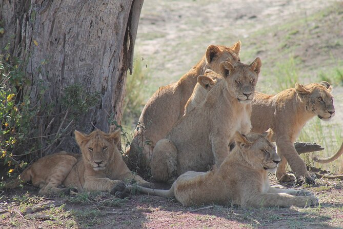 4-Day Simba Safari - Mid Range Tour - Food, comfort, and that mid-range feel that works on safari days