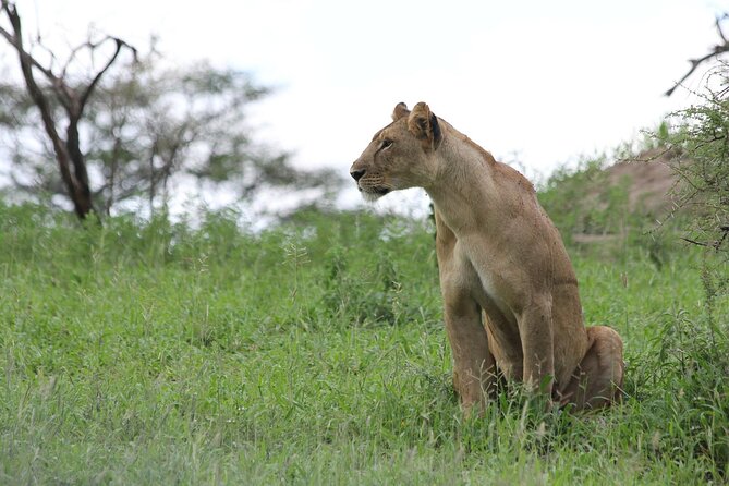 4-Day Simba Safari - Mid Range Tour - Price and value: what $2,179 includes, and what you still need to budget