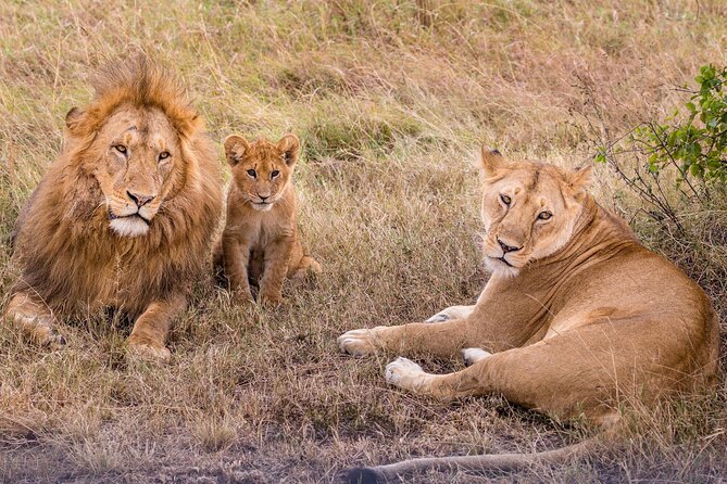 4-Day Simba Safari - Mid Range Tour - Serengeti full-day drives: chasing migration, but counting on resident wildlife too