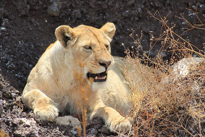 4 Day Tanzania Afordable Safari ft Two Night Serengeti - Entering Tarangire National Park for elephant country