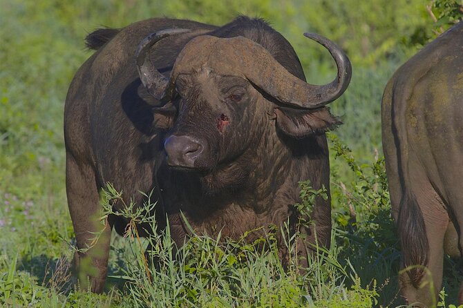 4 Day Tanzania Afordable Safari ft Two Night Serengeti - Who this safari fits best
