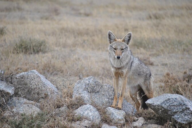 4 Day Tanzania Afordable Safari ft Two Night Serengeti - Quick safari notes you can use immediately