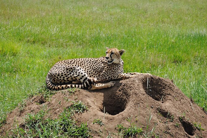 4 Day Tanzania Afordable Safari ft Two Night Serengeti - Serengeti, done in two moves: Seronera and full-day scanning