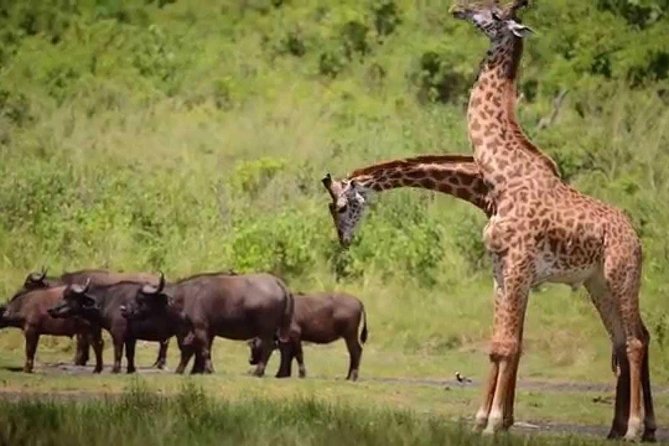 4-Day Tanzania Camping Safari to Lake Manyara, Serengeti, and Ngorongoro Crater - Day 4 inside Ngorongoro Crater and hippo pool picnic lunch