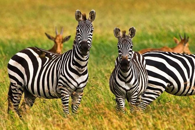 4 Day Tanzania Luxury Safari - Serengeti after lunch: why the Seronera area is a smart move
