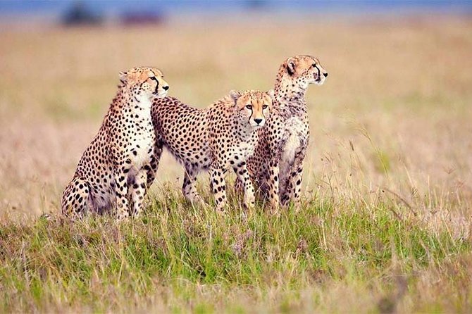 4 Day Tanzania Luxury Safari - Ngorongoro Crater day: the 600-meter descent and predator odds