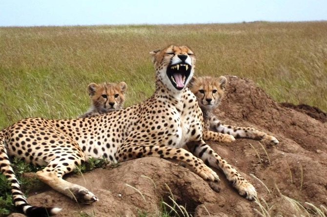 4 Day Tanzania Luxury Safari - What makes this safari feel like luxury, not just a checklist