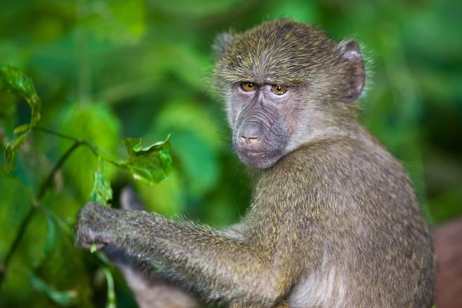 4 Day Tanzania Luxury Safari - Value check: is $3,182.06 per person “worth it” here?