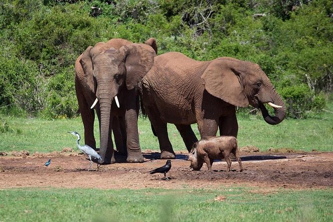 4 Day Tanzania Luxury Safari - Should you book this 4 Day Tanzania Luxury Safari?