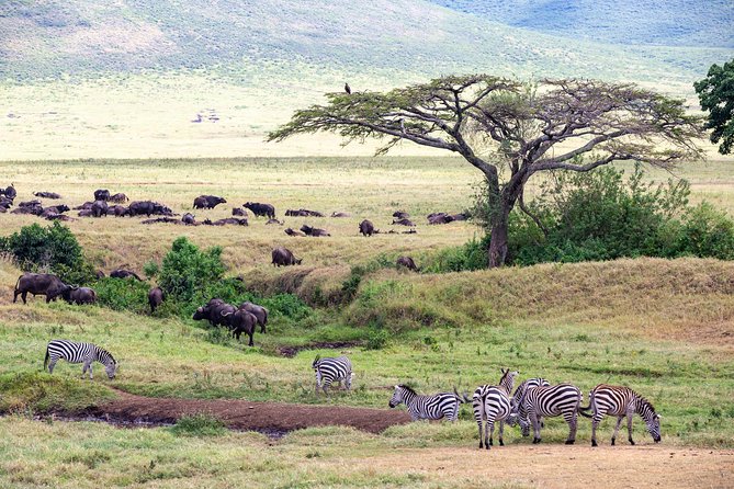 4-day Tanzania Safari - Ngorongoro Crater: watching tens of thousands from one road