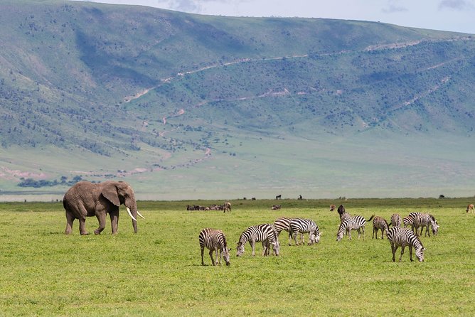 4-day Tanzania Safari - Logistics that can affect your day (and what I’d watch for)