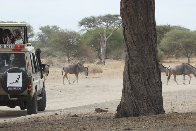 4-Day Tarangire, Serengeti, Ngorongoro Crater - Day 3 from Serengeti toward Ngorongoro Conservation Area: the crater story builds