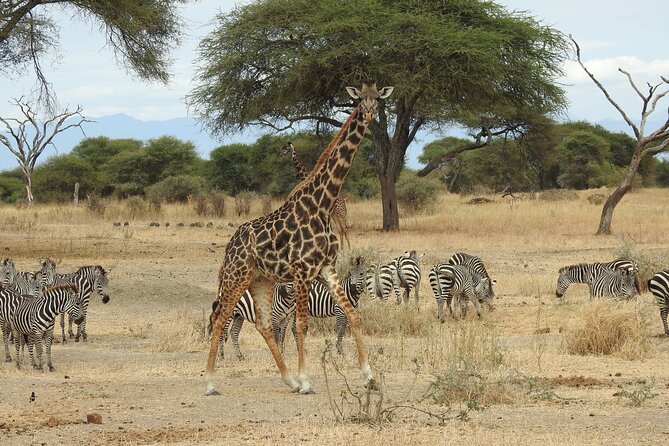 4-Day Tarangire, Serengeti, Ngorongoro Crater - The private guide edge: from spotting hard-to-see cats to smarter positioning