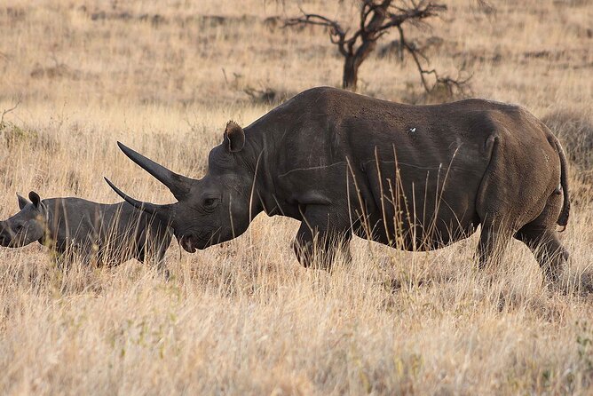 4 Day: Taste of Wildlife - How this 4-day route gives you maximum wildlife time