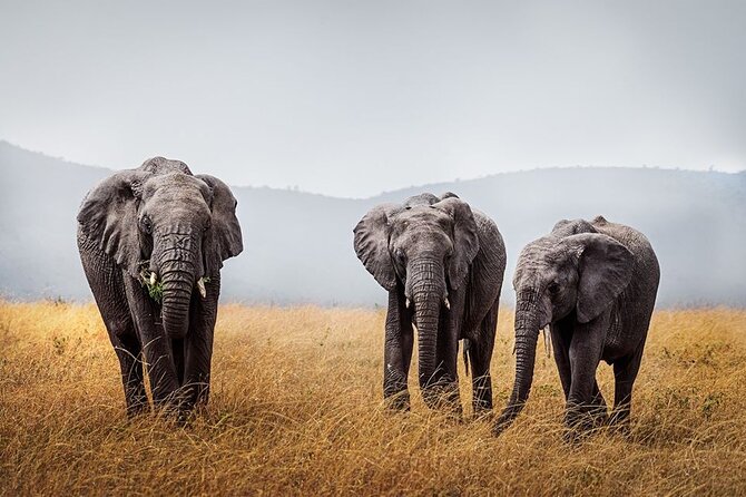 4 Day: Taste of Wildlife - Day 3: Ngorongoro early wake-up, then lodge night and late Serengeti time