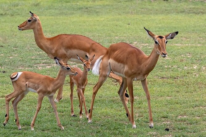 4 Day: Taste of Wildlife - Day 4: Crater-down morning viewing and the Hippo Lake picnic