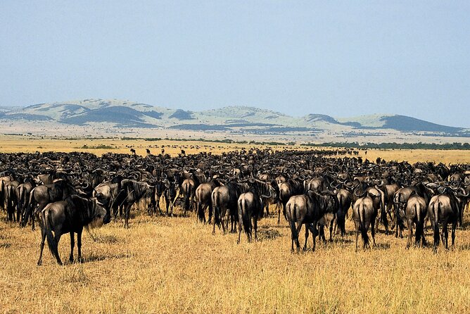 4 Day: Taste of Wildlife - Price and value: is $3,400 per person worth it?