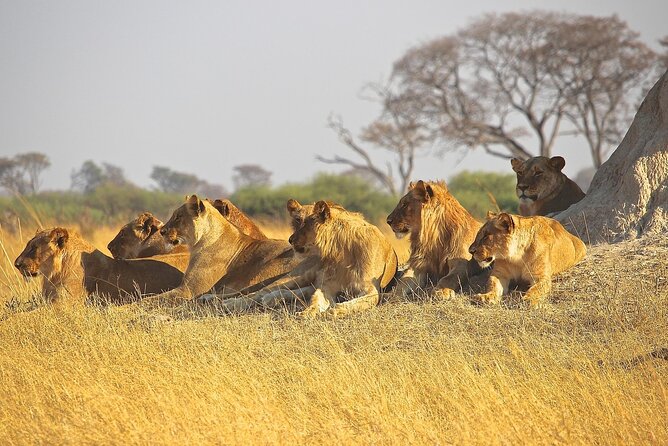 4 Day: Taste of Wildlife - What the day-to-day comfort looks like, beyond the big animals