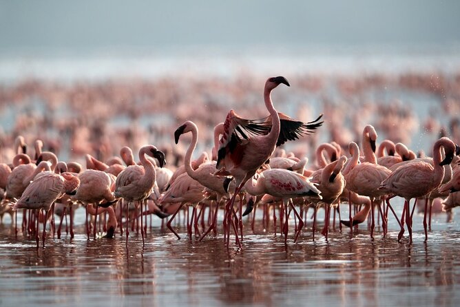 4 Day: Taste of Wildlife - Arusha start, pickup rhythm, and what “private” really means