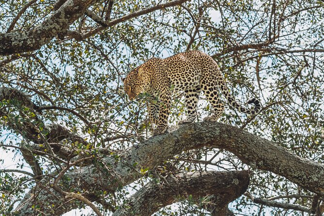 4-Day The Short of Tanzania Safari - Serengeti Day 2: One Full Day of Big-Mammal Theater