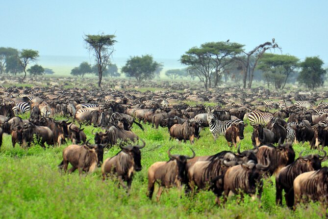 4-Day Tour to Tarangire, Serengeti and Ngorongoro - Days 2 and 3 in Serengeti: built around the Great Migration